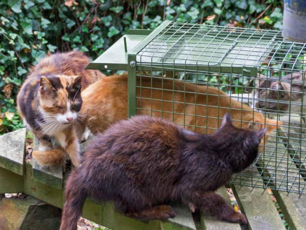 Hilfsaktion für ca. 18 Katzen / © 2013 Arche KaNaum (DN)