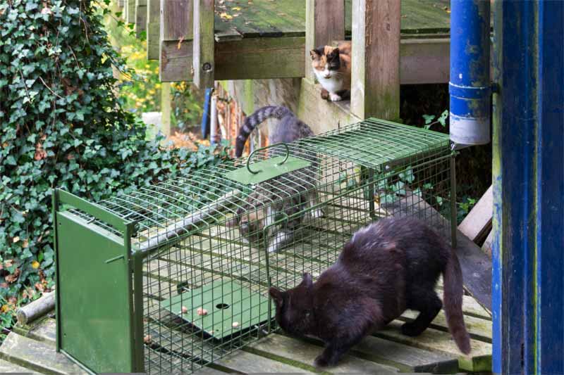 Hilfsaktion für ca. 18 Katzen / © 2013 Arche KaNaum (DN)