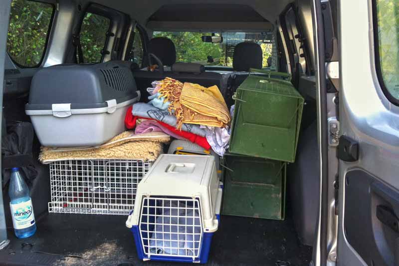 Hilfsaktion für ca. 18 Katzen / © 2013 Arche KaNaum (DN)