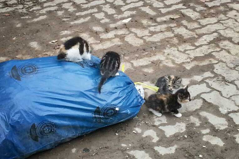 Kastrations-Aktion auf einem Schrottplatz / © 2013 Arche KaNaum (DN)