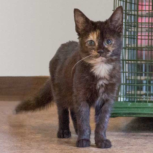 Kätzin Louise aus der Hilfsaktion für ca. 18 Katzen / © 2013 Arche KaNaum (DN)