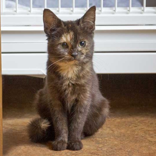 Kätzin Louise aus der Hilfsaktion für ca. 18 Katzen / © 2013 Arche KaNaum (DN)