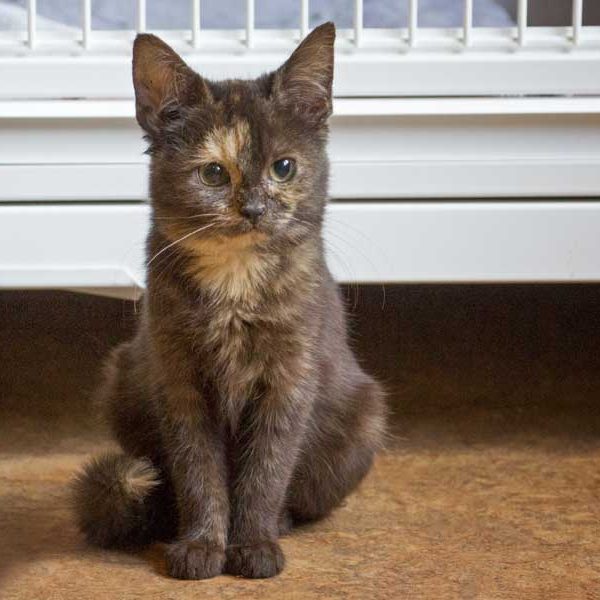 Kätzin Louise aus der Hilfsaktion für ca. 18 Katzen / © 2013 Arche KaNaum (DN)