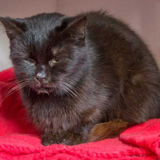 Kater Opa Fritz Kater Opa Fritz aus der Hilfsaktion für ca. 18 Katzen / © 2013 Arche KaNaum (DN)