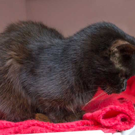 Kater Opa Fritz Kater Opa Fritz aus der Hilfsaktion für ca. 18 Katzen / © 2013 Arche KaNaum (DN)