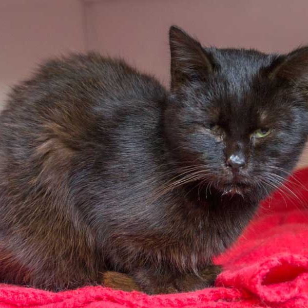 Kater Opa Fritz Kater Opa Fritz aus der Hilfsaktion für ca. 18 Katzen / © 2013 Arche KaNaum (DN)
