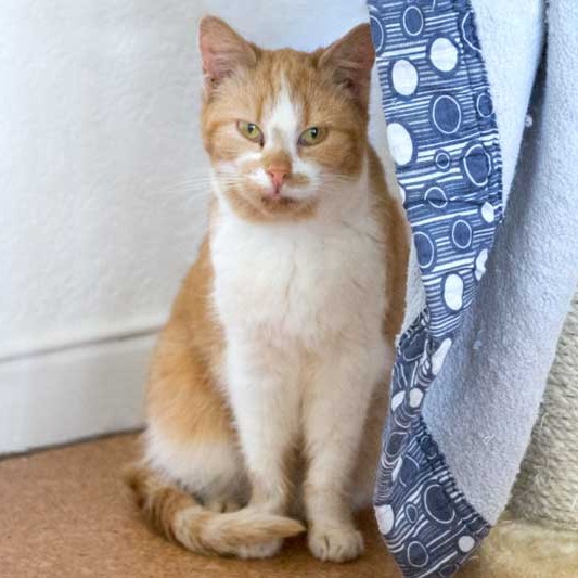 Kätzin Solea aus der Hilfsaktion für ca. 18 Katzen / © 2013 Arche KaNaum (DN)