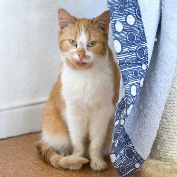 Kätzin Solea aus der Hilfsaktion für ca. 18 Katzen / © 2013 Arche KaNaum (DN)