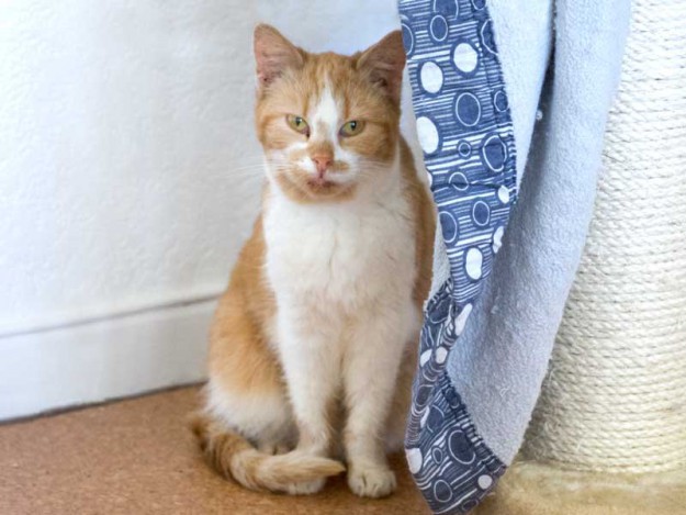 Kätzin Solea aus der Hilfsaktion für ca. 18 Katzen / © 2013 Arche KaNaum (DN)