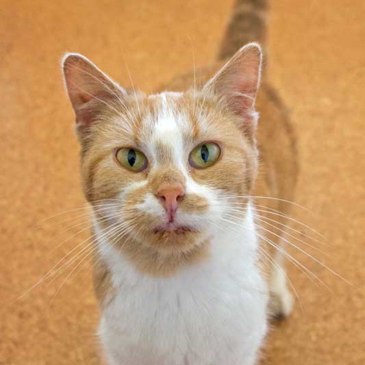 Kätzin Solea aus der Hilfsaktion für ca. 18 Katzen / © 2013 Arche KaNaum (DN)