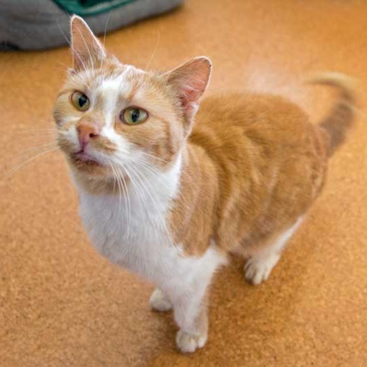 Kätzin Solea aus der Hilfsaktion für ca. 18 Katzen / © 2013 Arche KaNaum (DN)