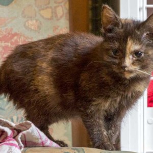 Kätzin Thelma aus der Hilfsaktion für ca. 18 Katzen / © 2013 Arche KaNaum (DN)