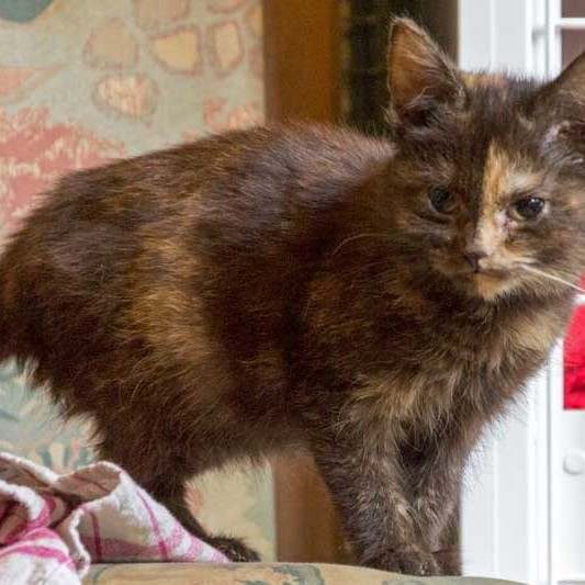 Kätzin Thelma aus der Hilfsaktion für ca. 18 Katzen / © 2013 Arche KaNaum (DN)