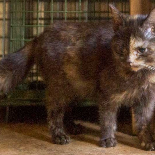 Kätzin Thelma aus der Hilfsaktion für ca. 18 Katzen / © 2013 Arche KaNaum (DN)