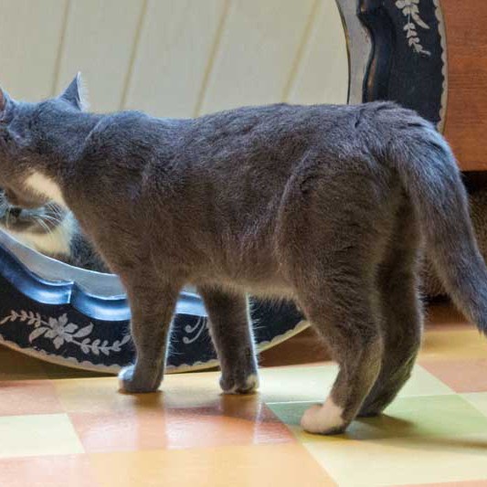 Kätzin Socke Kätzin Socke / © 2013 Arche KaNaum (DN)