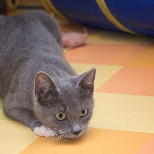 Kätzin Socke Kätzin Socke / © 2013 Arche KaNaum (DN)