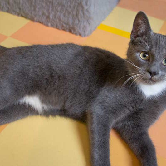 Kätzin Socke Kätzin Socke / © 2013 Arche KaNaum (DN)