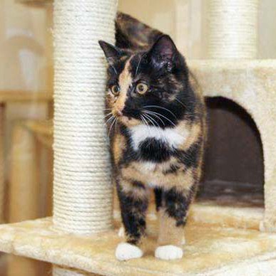 Kätzin Nala  /  © 2014 Arche KaNaum (DN) Kätzin Nala / © 2014 Arche KaNaum (DN)