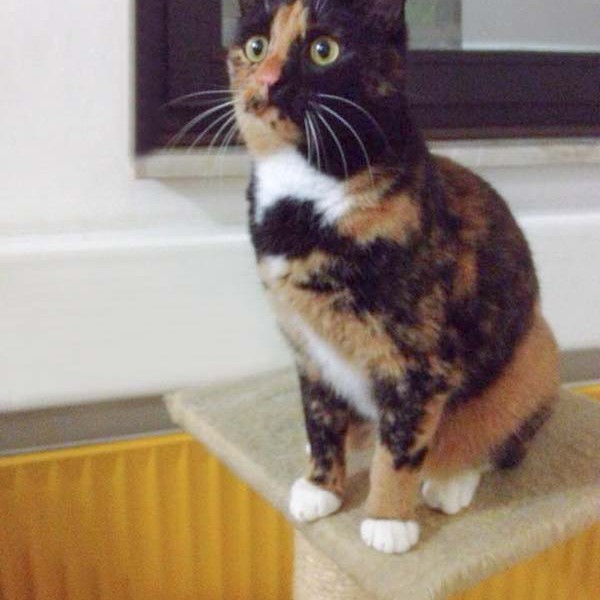 Kätzin Nala  /  © 2014 Arche KaNaum (DN) Kätzin Nala / © 2014 Arche KaNaum (DN)