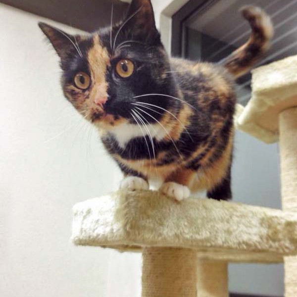 Kätzin Nala  /  © 2014 Arche KaNaum (DN) Kätzin Nala / © 2014 Arche KaNaum (DN)