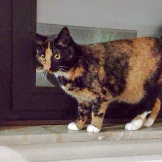 Kätzin Nala  /  © 2014 Arche KaNaum (DN) Kätzin Nala / © 2014 Arche KaNaum (DN)