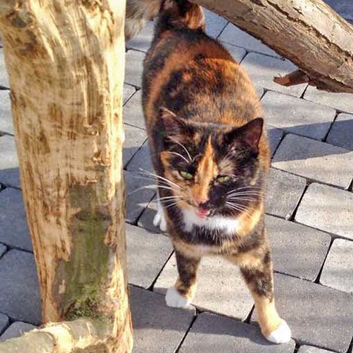 Kätzin Nala  /  © 2015 Arche KaNaum (DN) Kätzin Nala / © 2015 Arche KaNaum (DN)