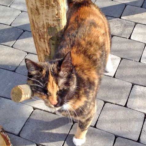 Kätzin Nala  /  © 2015 Arche KaNaum (DN) Kätzin Nala / © 2015 Arche KaNaum (DN)