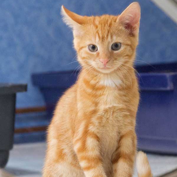 Kater Merlin Kater Merlin / © 2013 Arche KaNaum (DN)