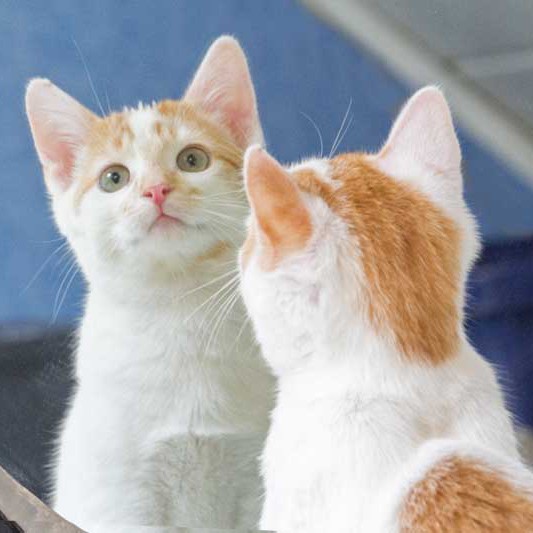 Kater Toni / © 2013 Arche KaNaum (DN)