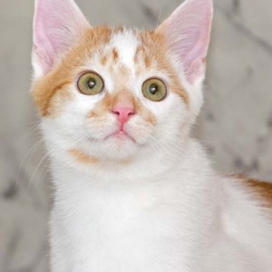 Kater Toni Kater Toni / © 2013 Arche KaNaum (DN)