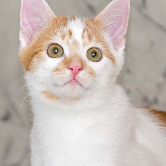 Kater Toni / © 2013 Arche KaNaum (DN)