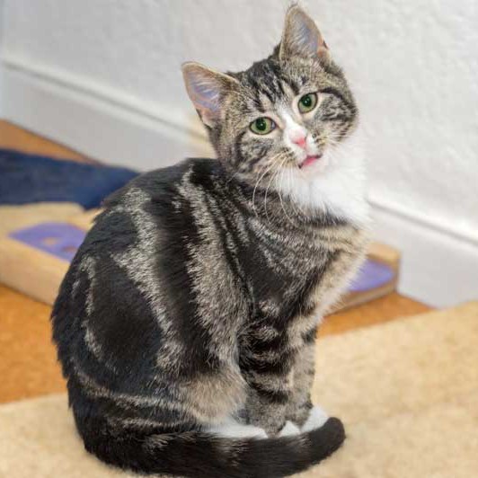 Kater Obelix von der Kastrations-Aktion auf einem Schrottplatz / © 2013 Arche KaNaum (DN)