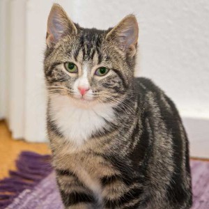 Kater Obelix von der Kastrations-Aktion auf einem Schrottplatz / © 2013 Arche KaNaum (DN)