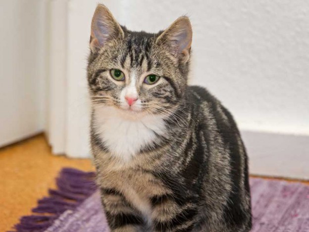 Kater Obelix von der Kastrations-Aktion auf einem Schrottplatz / © 2013 Arche KaNaum (DN)