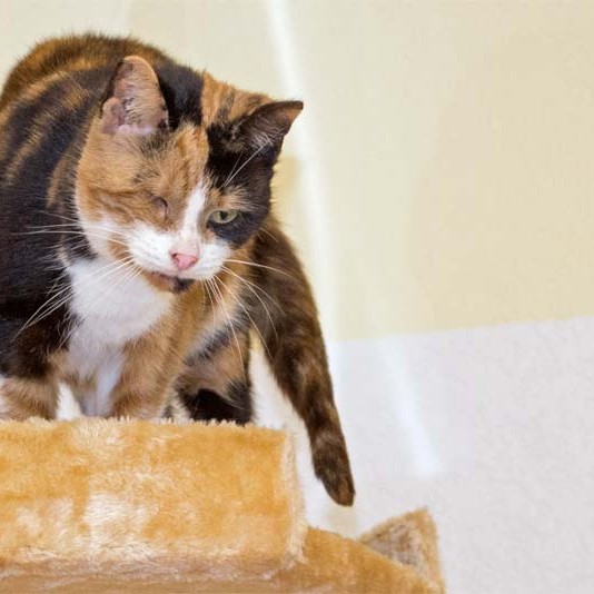 Kätzin Oma Hilde Kätzin Oma Hilde aus der Hilfsaktion für ca. 18 Katzen / © 2013 Arche KaNaum (DN)