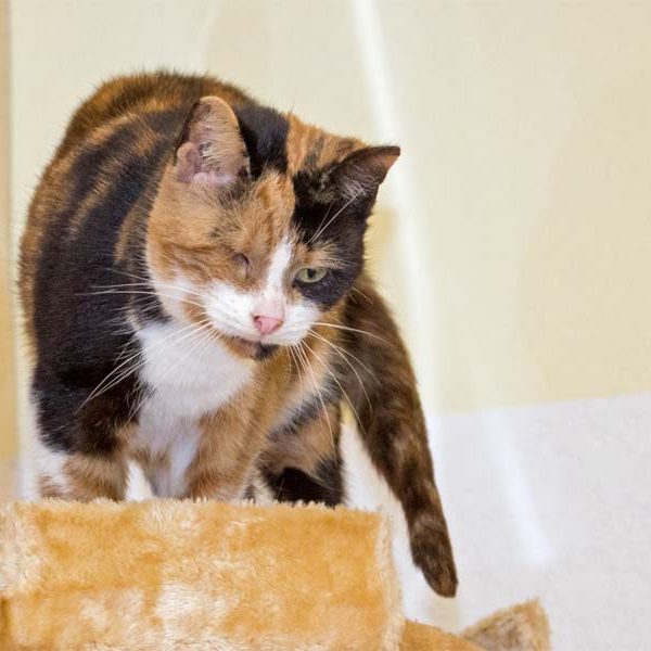 Kätzin Oma Hilde Kätzin Oma Hilde aus der Hilfsaktion für ca. 18 Katzen / © 2013 Arche KaNaum (DN)