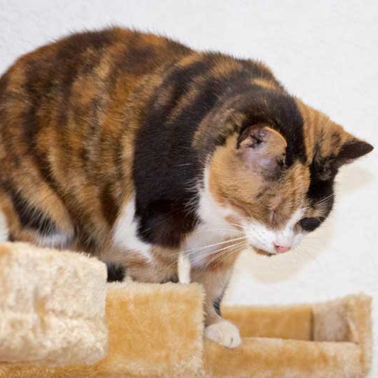 Kätzin Oma Hilde Kätzin Oma Hilde aus der Hilfsaktion für ca. 18 Katzen / © 2013 Arche KaNaum (DN)