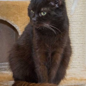 Kater Opa Fritz Kater Opa Fritz aus der Hilfsaktion für ca. 18 Katzen / © 2013 Arche KaNaum (DN)