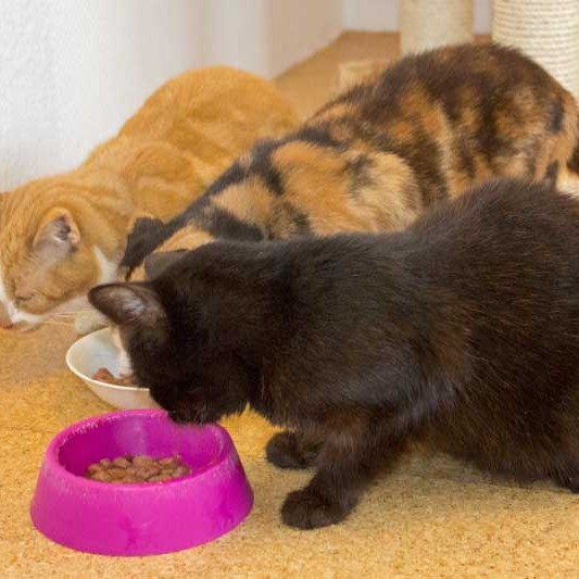 Unsere Rentner-Gang: Kätzin Solea, Oma Hilde und Opa Fritz (v.l.n.r.) Kätzin Solea, Oma Hilde und Opa Fritz (v.l.n.r.) aus der Hilfsaktion für ca. 18 Katzen / © 2013 Arche KaNaum (DN)