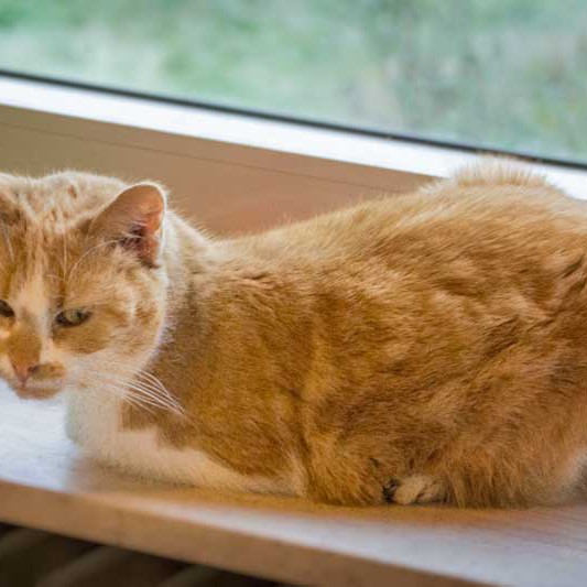 Kätzin Solea aus der Hilfsaktion für ca. 18 Katzen / © 2013 Arche KaNaum (DN)