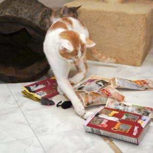 Toni testet schon mal, ob die Leckerchen vielleicht schon offen sind ... / © 2013 Arche KaNaum (DN)