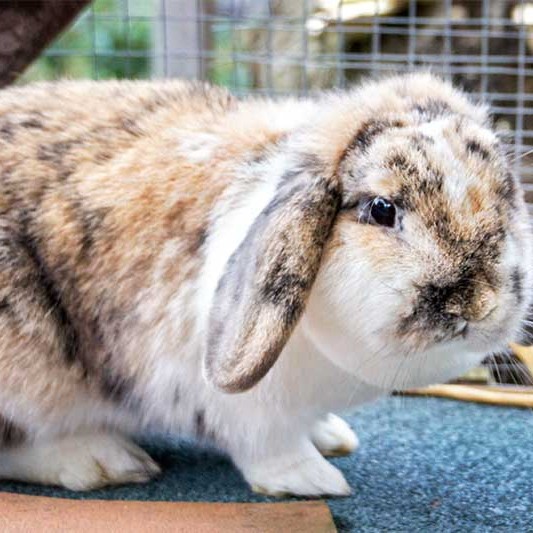 Kaninchen Lexi / © 2013 Arche KaNaum (DN)