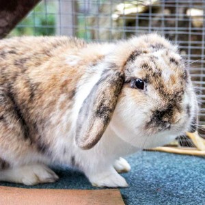 Kaninchen Lexi Kaninchen Lexi / © 2013 Arche KaNaum (DN)