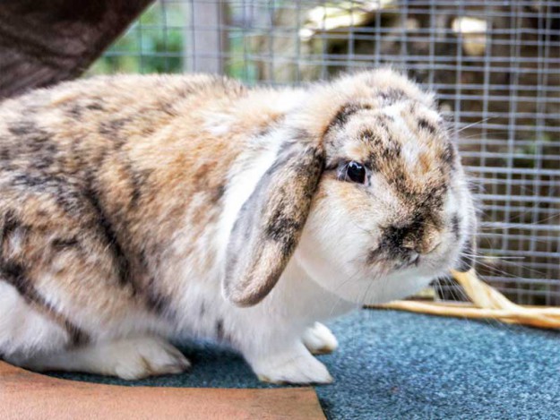 Kaninchen Lexi / © 2013 Arche KaNaum (DN)