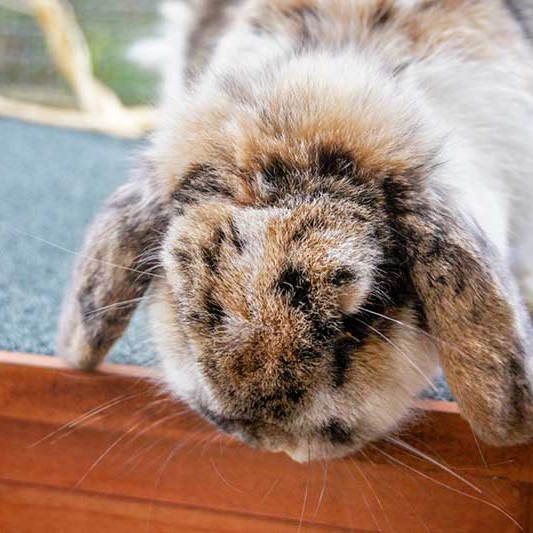 Kaninchen Lexi / © 2013 Arche KaNaum (DN)