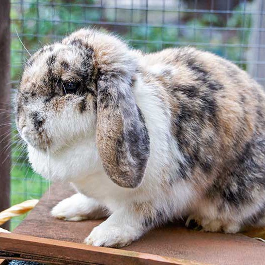 Kaninchen Lexi / © 2013 Arche KaNaum (DN)