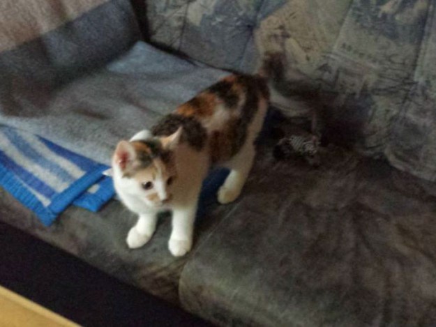 Kätzin Milka (jetzt Melody) im neuen Zuhause Kätzin Milka (jetzt Melody) im neuen Zuhause / © 2013 Privat