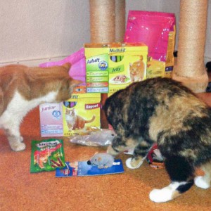 Solea und Nala untersuchen neugierig den riesigen Berg aus Geschenken / © 2013 Arche KaNaum (DN)