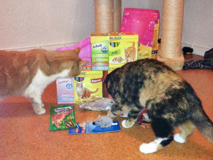 Solea und Nala untersuchen neugierig den riesigen Berg aus Geschenken / © 2013 Arche KaNaum (DN)