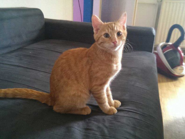 Kater Merlin im neuen Zuhause Kater Merlin im neuen Zuhause / © 2013 Privat